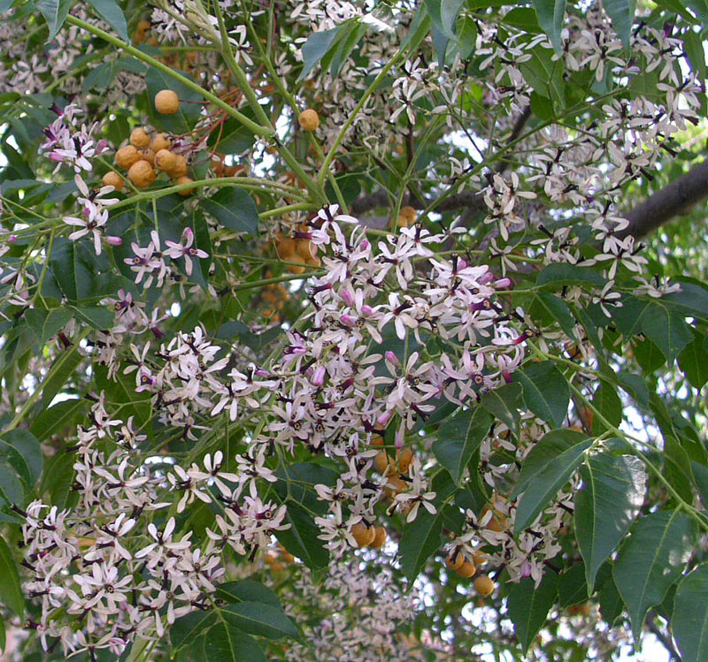 Syringa